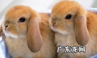 为什么不能经常摸兔子 兔子想和你玩的表现