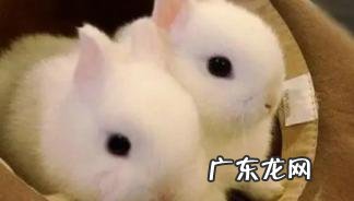 为什么一摸脑袋就趴下来 兔子舔我手是什么意思