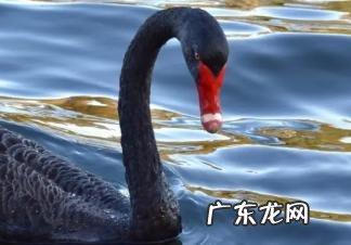 与灰犀牛的含义 黑天鹅是什么意思