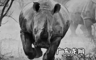 与灰犀牛的含义 黑天鹅是什么意思