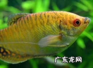 黄曼龙鱼凶还是蓝曼龙 一个缸可以养几只曼龙