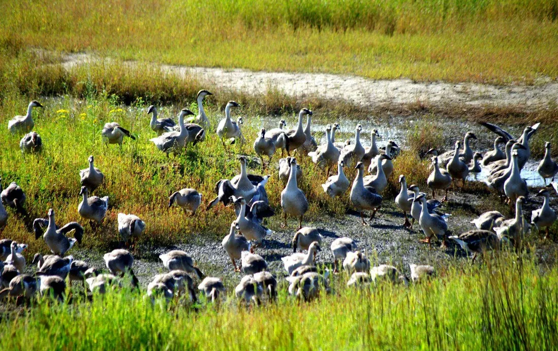 上联：双蝶翻飞花左右，如何对下联？