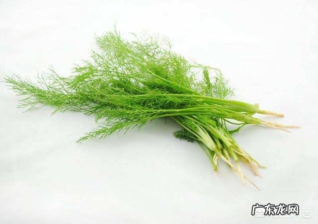 吃茴香有什么好处?