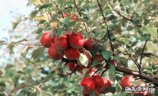 为什么说苹果是“水果之王”?