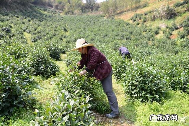 如何在网上买到真茶叶?