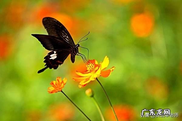 应该如何教小学生写诗?