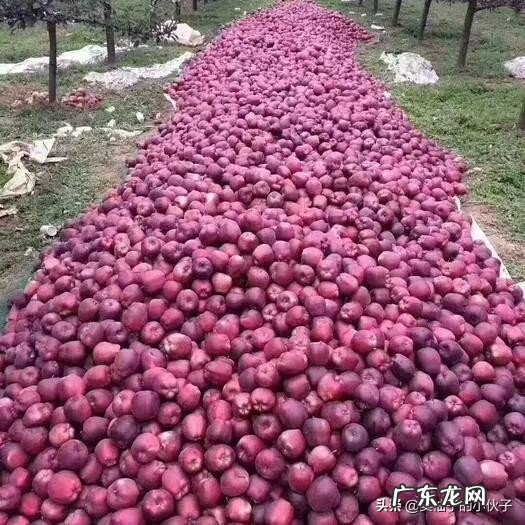 今年苹果卖不掉,跟风的果农又会砍树吗?明年价格又会象去年吗?为什么会恶性循环?