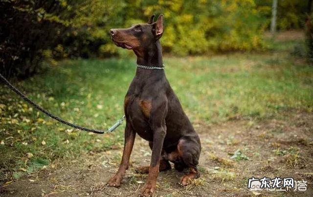 对主人忠诚的狗狗有哪些？