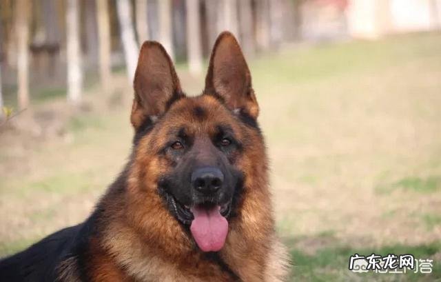 对主人忠诚的狗狗有哪些？