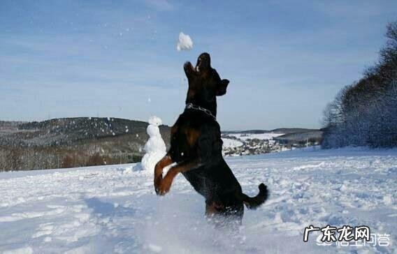 对主人忠诚的狗狗有哪些?