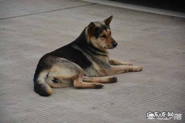 对主人忠诚的狗狗有哪些?