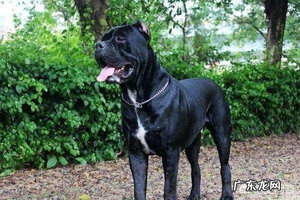 对主人忠诚的狗狗有哪些?