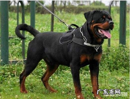 对主人忠诚的狗狗有哪些?