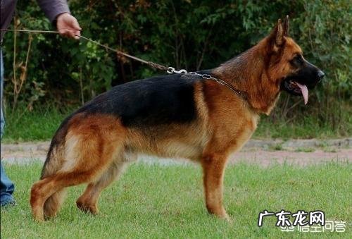 对主人忠诚的狗狗有哪些?