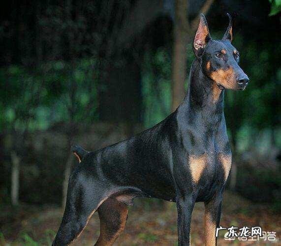 对主人忠诚的狗狗有哪些?