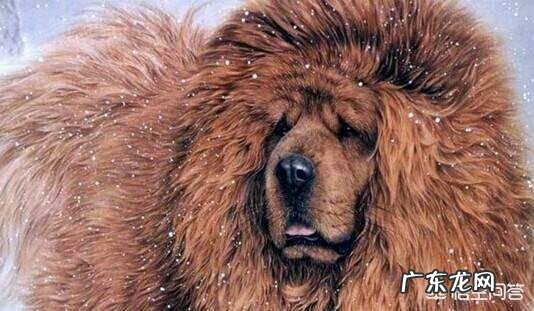 对主人忠诚的狗狗有哪些?