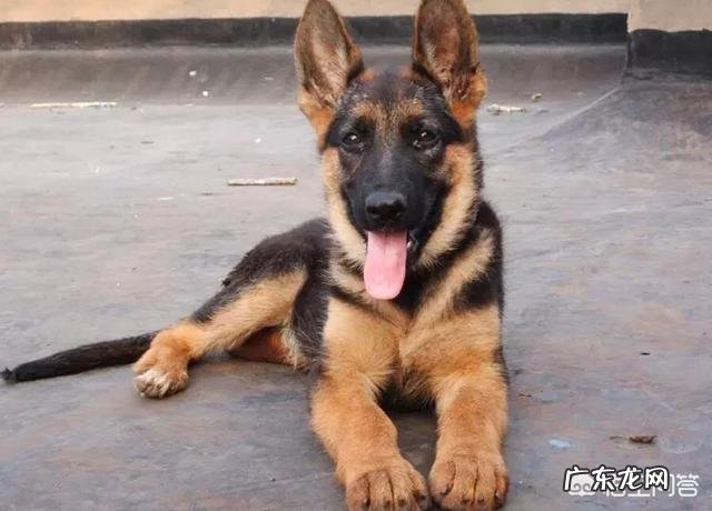 对主人忠诚的狗狗有哪些？