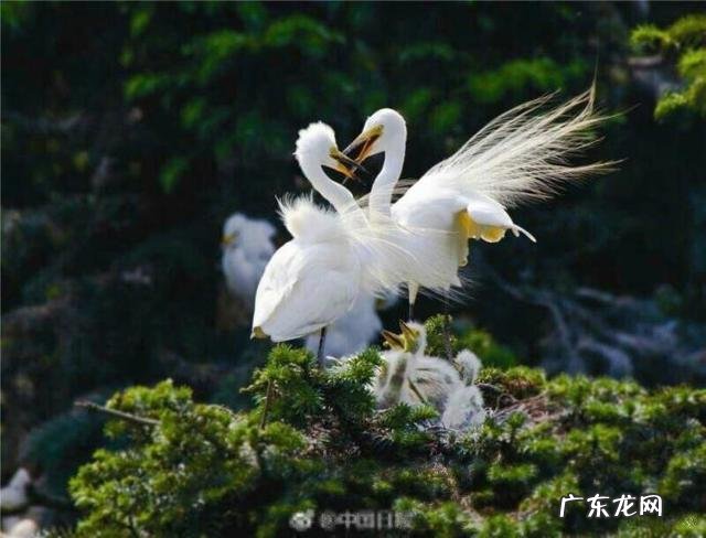 爱情的味道是什么?有哪些适合调情的香水?