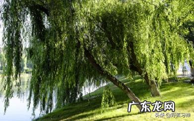 为什么柳树又称之为杨柳呢?