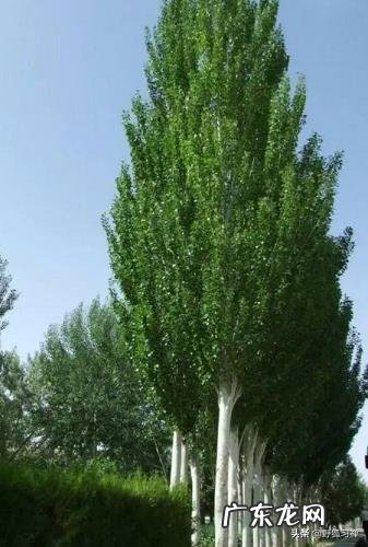 为什么柳树又称之为杨柳呢?