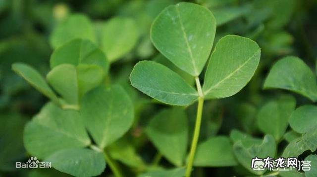 到农村挖野菜,有哪些野菜可以吃而且营养价值高?