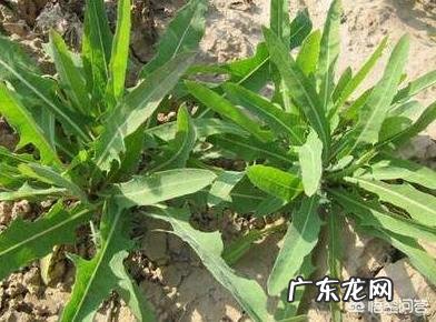 到农村挖野菜,有哪些野菜可以吃而且营养价值高?