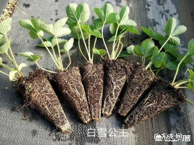 到农村挖野菜,有哪些野菜可以吃而且营养价值高?