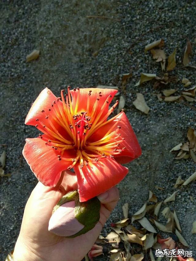 到农村挖野菜,有哪些野菜可以吃而且营养价值高?