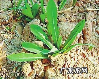 到农村挖野菜,有哪些野菜可以吃而且营养价值高?