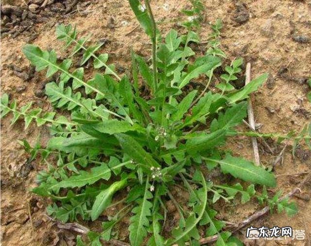 到农村挖野菜,有哪些野菜可以吃而且营养价值高?