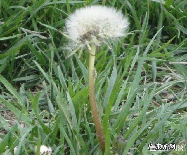 到农村挖野菜,有哪些野菜可以吃而且营养价值高?