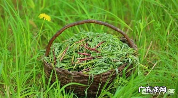 到农村挖野菜,有哪些野菜可以吃而且营养价值高?