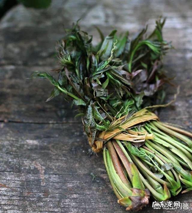 到农村挖野菜,有哪些野菜可以吃而且营养价值高?