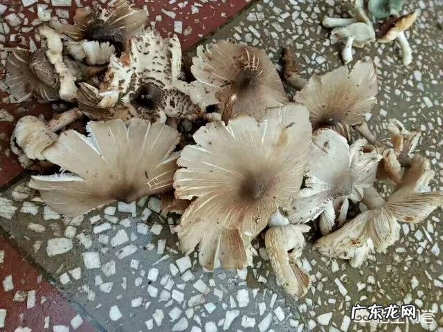 到农村挖野菜,有哪些野菜可以吃而且营养价值高?