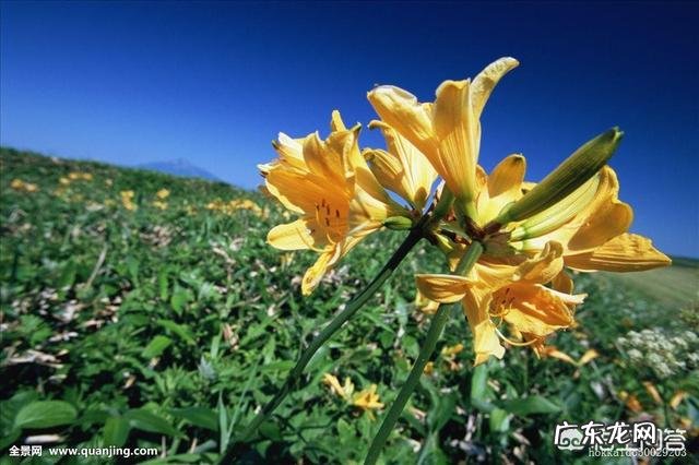 到农村挖野菜,有哪些野菜可以吃而且营养价值高?