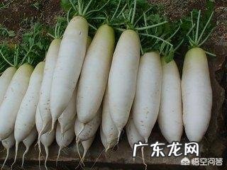 春季儿童吃什么蔬菜去火?