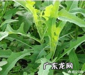 春季儿童吃什么蔬菜去火?