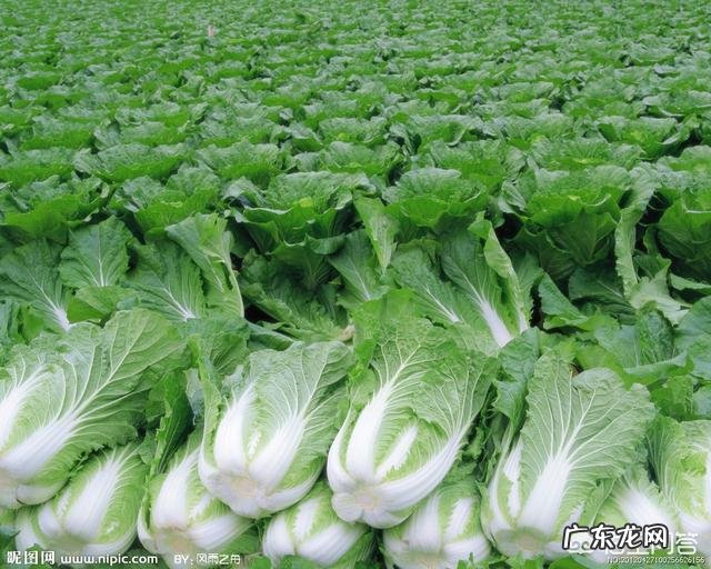 春季儿童吃什么蔬菜去火?