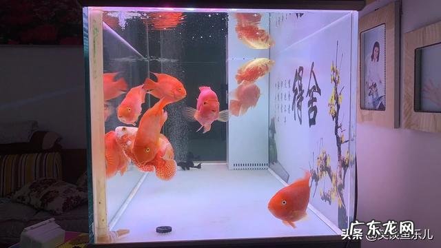 有哪些家养观赏鱼的养殖经验与注意事项可以分享下？