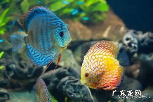 有哪些家养观赏鱼的养殖经验与注意事项可以分享下？