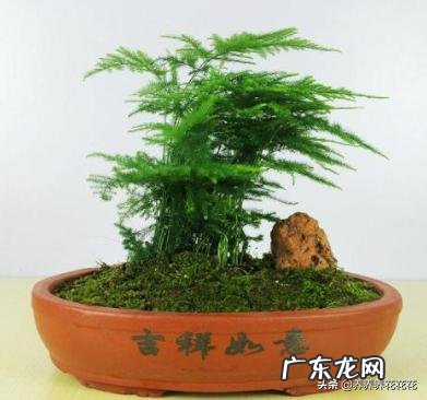 小苗云竹换盘后怎样养护?