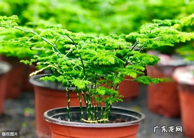 小苗云竹换盘后怎样养护?