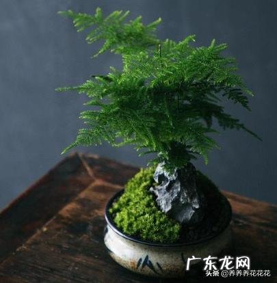 小苗云竹换盘后怎样养护?