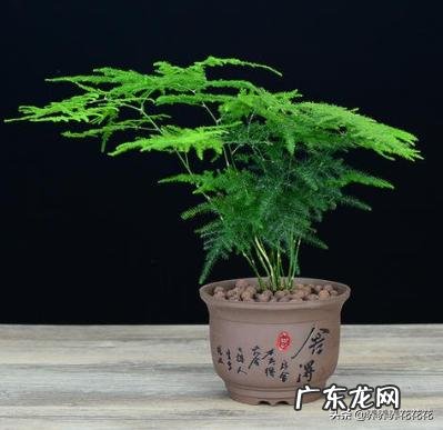 小苗云竹换盘后怎样养护?