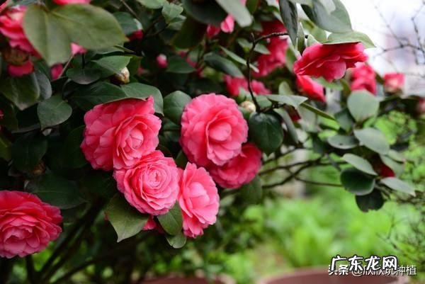 庭院门口栽什么花或树好,常青或者不落叶、耐寒?