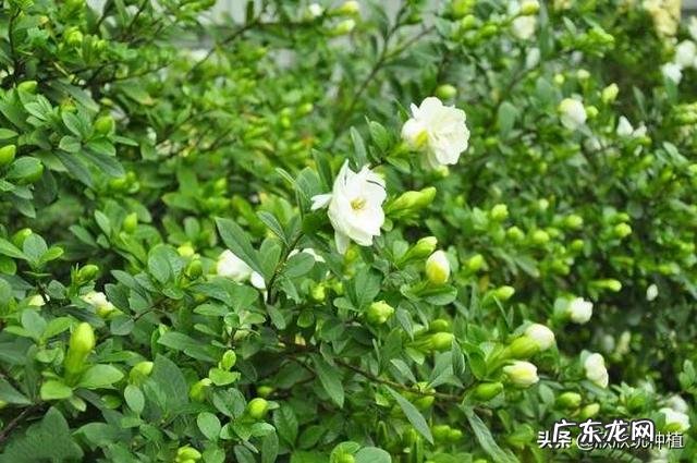 庭院门口栽什么花或树好,常青或者不落叶、耐寒?