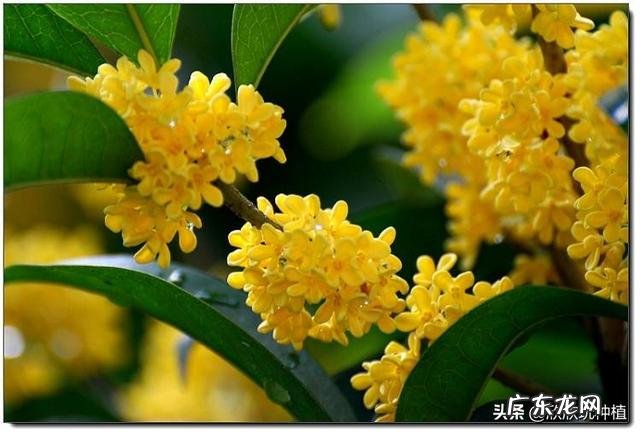 庭院门口栽什么花或树好,常青或者不落叶、耐寒?