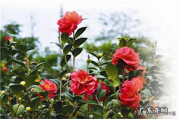 庭院门口栽什么花或树好,常青或者不落叶、耐寒?