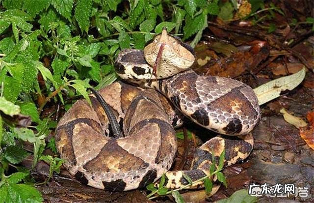 今天在农村看到一条王锦蛇居然在吃一条五步蛇,为什么无毒的王锦蛇能够制服五步蛇呢?