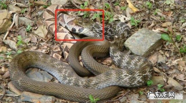 今天在农村看到一条王锦蛇居然在吃一条五步蛇,为什么无毒的王锦蛇能够制服五步蛇呢?